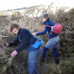Suky clearing gorse